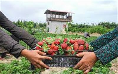 31طرح اشتغال روستایی در قالب گلخانه‌های مقیاس کوچک لیموترش بادستور ویدیوکنفرانسی رییس جمهوری در روستای « خرماکلا » شهرستان قائمشهر به بهره‌برداری رسید.