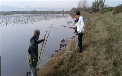 پایش تالاب‌های سیمرغ برای پیشگیری از آنفلوانزای پرندگان