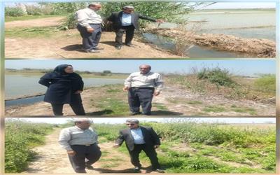 بازدید میدانی از شالیزارهای شهرستان سیمرغ و بررسی وضعیت کانال‌های آب‌رسانی و زهکشی اراضی