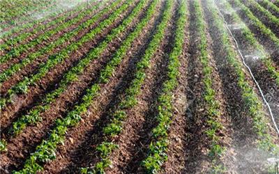 سرپرست مدیریت زراعت جهاد کشاورزی مازندران گفت: 40 هزار هکتار مزارعی که به کشت پاییزه اختصاص داده شد
