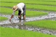 طبق گزارش سازمان جهاد کشاورزی مازندران ، در سال زراعی گذشته 13 هزار هکتار از اراضی استان زیر کشت کلزا قرار گرفت .