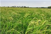 سرپرست معاونت بهبود تولیدات گیاهی مازندران: بیش از 97 هزار هکتار از زمین کشاورزی استان امسال زیر کشت مجدد برنج و پرورش رتون رفت