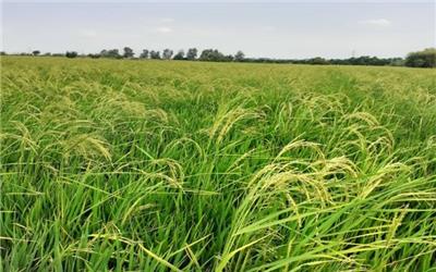 سرپرست معاونت بهبود تولیدات گیاهی مازندران: بیش از 97 هزار هکتار از زمین کشاورزی استان امسال زیر کشت مجدد برنج و پرورش رتون رفت