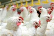 برخی مرغداران، مرغ زنده را با نرخی بالاتر از قیمت مصوب به کشتارگاه‌ها فروختند که پرونده تعزیراتی برای آن‌ها تشکیل می‌شود.