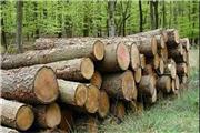 با سوء استفاده گران منابع طبیعی به ویژه چوب جنگل‌ها به واسطه دلالان بی تردید از طرف نمایندگان واکنش به دنبال خواهد داشت