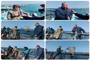 سومین شرکت تعاونی صیادی پره در شهرستان جویبار، تولید ماهی در قفس‌های دریایی مازندران را آغاز کرد.