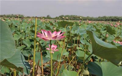 تالاب نیلوفر آبی سیمرغ؛ در انتظار بیداری مسئولان